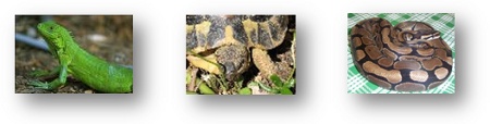 Animali Esotici